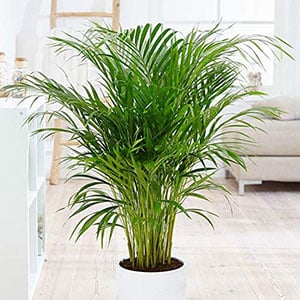 Areca 2025 plant cats